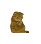 小さな耳のキジトラ猫（キジトラ）（個別スタンプ：3）