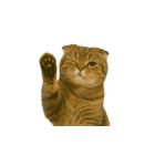 小さな耳のキジトラ猫（キジトラ）（個別スタンプ：6）
