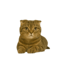 小さな耳のキジトラ猫（キジトラ）（個別スタンプ：7）