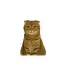 小さな耳のキジトラ猫（キジトラ）（個別スタンプ：10）