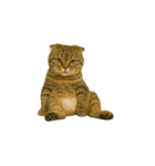小さな耳のキジトラ猫（キジトラ）（個別スタンプ：12）