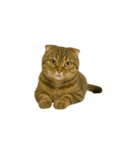 小さな耳のキジトラ猫（キジトラ）（個別スタンプ：13）