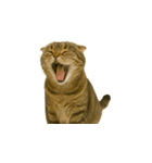 小さな耳のキジトラ猫（キジトラ）（個別スタンプ：14）