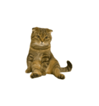 小さな耳のキジトラ猫（キジトラ）（個別スタンプ：15）