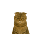 小さな耳のキジトラ猫（キジトラ）（個別スタンプ：16）