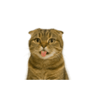 小さな耳のキジトラ猫（キジトラ）（個別スタンプ：17）