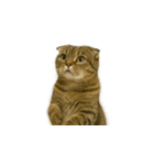 小さな耳のキジトラ猫（キジトラ）（個別スタンプ：19）