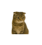 小さな耳のキジトラ猫（キジトラ）（個別スタンプ：21）