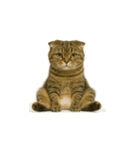 小さな耳のキジトラ猫（キジトラ）（個別スタンプ：24）