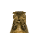 小さな耳のキジトラ猫（キジトラ）（個別スタンプ：25）