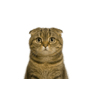 小さな耳のキジトラ猫（キジトラ）（個別スタンプ：27）