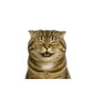 小さな耳のキジトラ猫（キジトラ）（個別スタンプ：30）