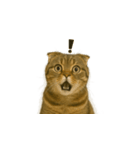 小さな耳のキジトラ猫（キジトラ）（個別スタンプ：37）
