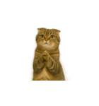 小さな耳のキジトラ猫（キジトラ）（個別スタンプ：38）