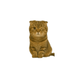 小さな耳のキジトラ猫（キジトラ）（個別スタンプ：40）