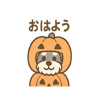 ハロウィン仮装シュナの便利連絡セット（個別スタンプ：10）