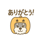 ハロウィン仮装シュナの便利連絡セット（個別スタンプ：27）