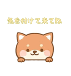 [気を付けて来てね専用]のぞく犬（個別スタンプ：5）