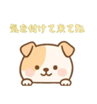 [気を付けて来てね専用]のぞく犬（個別スタンプ：9）