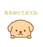 [気を付けて来てね専用]のぞく犬（個別スタンプ：12）