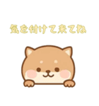 [気を付けて来てね専用]のぞく犬（個別スタンプ：14）