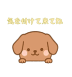 [気を付けて来てね専用]のぞく犬（個別スタンプ：16）