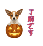 [了解です専用]ハロウィンの犬（個別スタンプ：3）