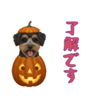 [了解です専用]ハロウィンの犬（個別スタンプ：8）