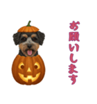 [お願いします専用]ハロウィンの犬（個別スタンプ：5）