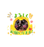 さび猫1番【実写】Stamp2（個別スタンプ：1）