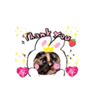 さび猫1番【実写】Stamp2（個別スタンプ：2）