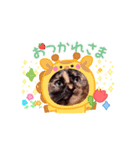 さび猫1番【実写】Stamp2（個別スタンプ：5）