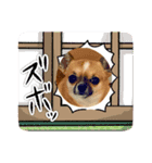 イッチー（チワワ）スタンプ24（個別スタンプ：1）