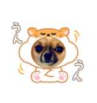 イッチー（チワワ）スタンプ24（個別スタンプ：7）