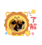 イッチー（チワワ）スタンプ24（個別スタンプ：8）