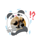 イッチー（チワワ）スタンプ24（個別スタンプ：12）