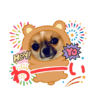 イッチー（チワワ）スタンプ24（個別スタンプ：16）