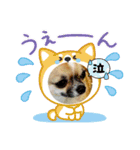 イッチー（チワワ）スタンプ24（個別スタンプ：19）