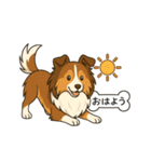シェルティたちの日常スタンプ（個別スタンプ：1）