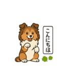 シェルティたちの日常スタンプ（個別スタンプ：5）