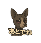 病みかわバセンジー/日常使い、挨拶、返答（個別スタンプ：8）