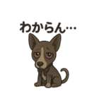 病みかわバセンジー/日常使い、挨拶、返答（個別スタンプ：16）