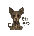 病みかわバセンジー/日常使い、挨拶、返答（個別スタンプ：31）