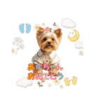ワンコちゃんのお祝い＆ごあいさつ（個別スタンプ：9）