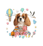 ワンコちゃんのお祝い＆ごあいさつ（個別スタンプ：11）