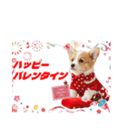 ワンコちゃんのお祝い＆ごあいさつ（個別スタンプ：15）