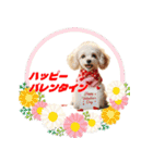 ワンコちゃんのお祝い＆ごあいさつ（個別スタンプ：16）