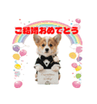 ワンコちゃんのお祝い＆ごあいさつ（個別スタンプ：18）