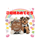ワンコちゃんのお祝い＆ごあいさつ（個別スタンプ：19）