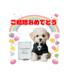 ワンコちゃんのお祝い＆ごあいさつ（個別スタンプ：20）